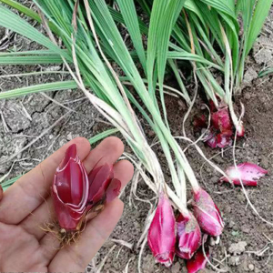 两广野生红葱头中药小红蒜种苗正宗朱葱 百步还阳红根水仙炖汤泡