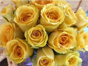 金香玉新款 黄色大花 切花月季苗 盆栽地栽绿色植物热卖  中苗