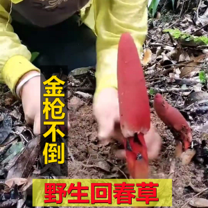 特级回春草野生干品云南不老草500g顶天柱回形草男性滋补泡酒泡水