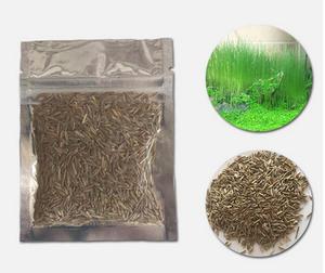 生态浮萍活体水草种子速成迷你高产花卉种迷你真草植物矮牛毛草绿