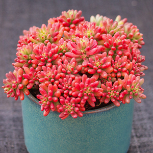 虹之玉锦群生多头老桩多肉植物稀有品种肉肉花卉盆栽红色浆果包邮