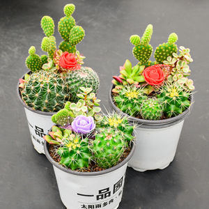 仙人掌组合盆栽室内多肉植物仙人球科类肉肉花卉绿植盆景植物包邮