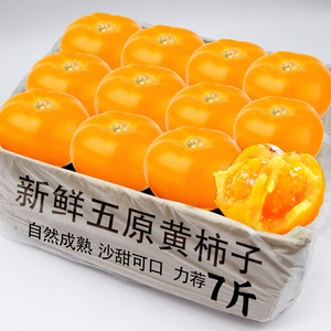 五原黄色西红柿5斤大黄柿子内蒙特产黄番茄铁皮柿子新鲜水果