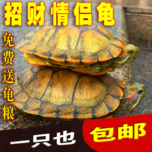 小乌龟活体迷你龟情侣龟小宠长寿龟招财黄金龟一对大巴西龟素食龟