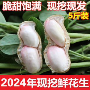 2024年新鲜现挖湿花生5斤带壳生花生粉皮农家种植原味可水煮脆甜