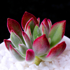 【锦晃星】多肉植物 萌肉肉植物 办公桌面盆栽