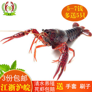 活体珊瑚怎么养
