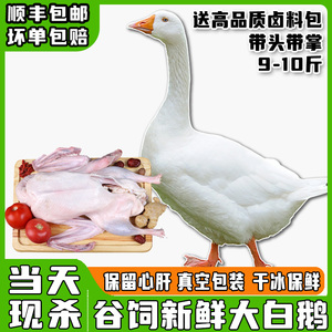 鹅肉新鲜大鹅农家散养土鹅非老鹅整只鹅现杀生鲜大白鹅冷冻白条鹅