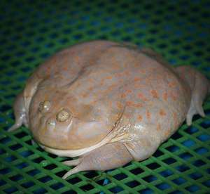 小丑蛙活物猫眼珍珠蛙招财蛙网红青蛙宠物蛙物活体非洲牛蛙观赏大