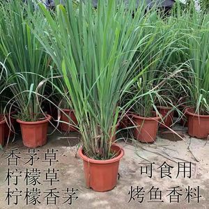 可食用柠檬香茅草盆栽新鲜香草植物苗驱蚊虫室外花草四季绿植耐热