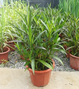 水生花卉翠芦莉花盆栽苗宿根花卉多年生观花植物绿化花卉易种包邮