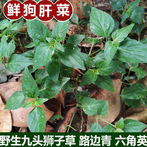 粤西狗肝菜 猪肝菜 路边青九干菜九头狮子草青蛇仔四籽马蓝六角英