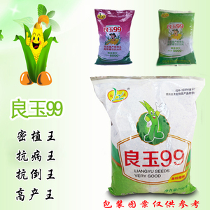 良玉99 第四代黄金粒 河南河北山东吉林抗倒高产玉米种