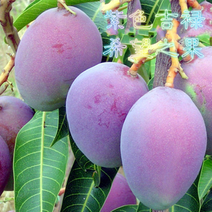 四川特产攀枝花亚热带水果吉禄彩色芒果馈赠佳品新鲜现摘芒果10斤