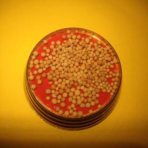 释迦牟尼佛坚固子