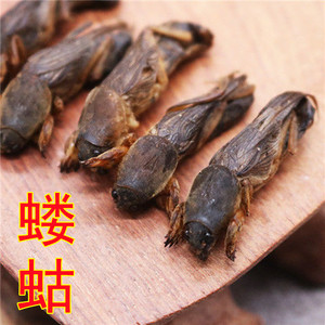 中药材新货干蝼蛄 土狗 地狗 蝲蝲蛄100克包邮店内另有皇虫五谷虫