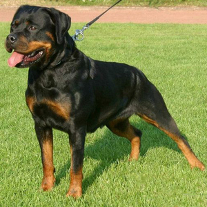 罗威纳犬活体纯种幼犬德国罗威那警犬防暴犬中大型护卫犬宠物狗