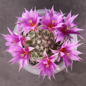 花定缘蓬莱宫实生根仙人球胭脂红花色好养夏型种多肉