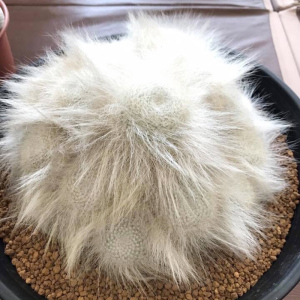 花定缘 实生穴原玉翁雪猿玉翁多毛选拔款仙人球多肉植物