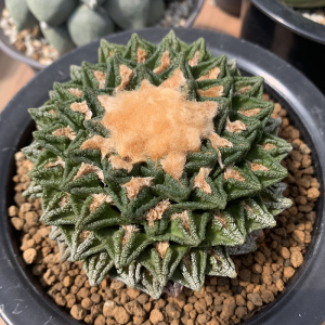 花定缘 实生辛顿欣顿岩牡丹ariocarpus hintonii仙人球多肉植物