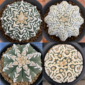 花定缘v兜花园兜浓白海星超兜奇迹兜五瓣琉璃兜星兜属仙人球多肉