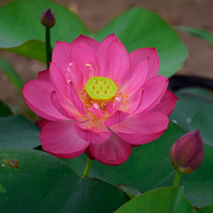 (醉湘云)小型碗莲种藕荷花盆栽莲花水培观赏植物【建国碗莲苑】