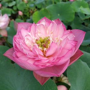 (粉牡丹)小型碗莲种藕荷花盆栽莲花水培观赏植物【建国碗莲苑】