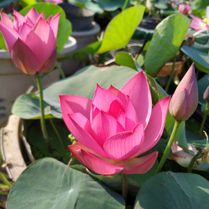 秦淮彩灯 小型可微碗莲种藕荷花盆栽莲花水观赏植物 建国碗莲苑