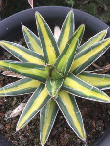 多肉植物 世之雪黄中斑 直径9cm 龙舌兰 一物一拍