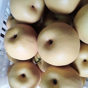 金溪蜜梨江西特产翠冠黄花新鲜水果82梨大果梨子自家果园应季现摘