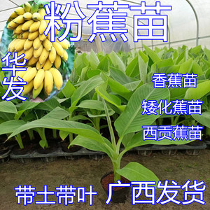 香蕉苗树苗小米蕉粉蕉苗金粉一号西贡蕉苗果树矮化蕉苹果蕉带土杯