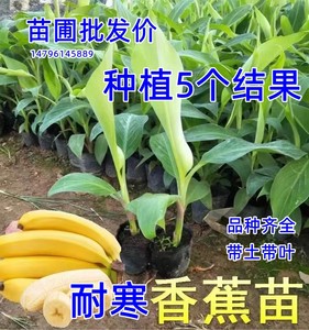 芭蕉树苗威廉斯中蕉香蕉苗粉蕉红香蕉皇帝蕉树苗矮化抗寒地栽带土