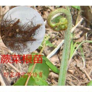 00同款货源新奇特果蔬种植推广中心淘宝山野菜种子蕨菜种苗种根