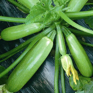 西葫芦瓜种籽占瓜北瓜小南瓜种子盆栽菜园抗热耐寒高产型蔬菜种孑