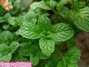 薄荷博荷和苗盆栽种子簿荷鱼香炒菜薄荷叶可食用包邮带原土发货