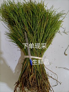 新鲜石侧柏石刷把石寄生泡酒铁扫把1斤铁刷把石龙须草铁扫帚石松