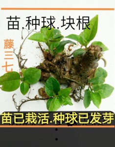 藤三七植物苗盆栽食用叶子正品云南白药土田七苗川七攀爬野生室内图片