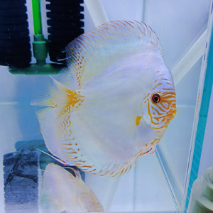 淡水七彩神仙鱼苗 老虎狗 热带鱼观赏鱼 活体 好养招财耐活易活