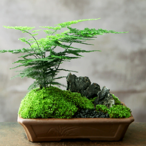 颂村文竹盆栽植物室内微盆景四季常青苔藓紫砂盆日式禅意桌面绿植