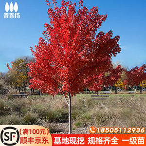 美国红枫树苗园林庭绿化工程苗木红点红冠秋火焰室外行道风景大树