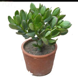 花玉树盆栽桩老室内开叶玉树509504大花植物燕子掌金枝玉叶景天树