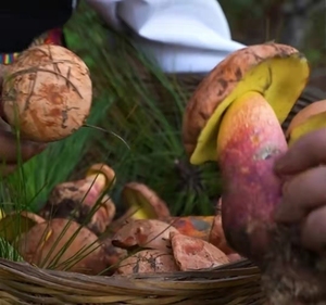 野生菌子新鲜见手青红网牛肝菌空运包邮云南野菜特产山珍蘑菇