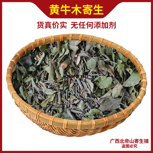 黄牛树寄生广西壮乡野生雀笼木黄芽木满天红海牙茶土苏木寄生茶