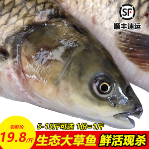huanghu45淘宝正宗中山2斤东升脆肉鲩鱼鲜活鲩鱼脆鱼皖草鱼活现宰