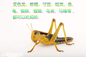 蚂蚱活虫