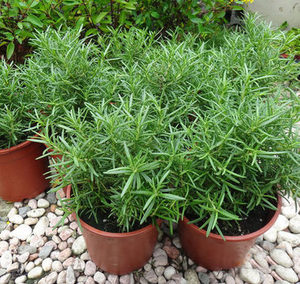 香草植物迭迭香盆栽 迷迭香苗办公室桌面可以提神醒脑 驱蚊草