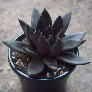 暗黑色黑骑士多肉植物盆栽黑助黑王子肉肉办公室阳台贵货稀有花卉