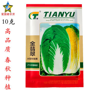 金翡翠大型玲珑黄黄心大白菜种子10g 韩国春白菜耐低温春秋蔬菜