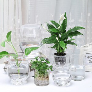 水养植物器皿水培植物养花的玻璃瓶养鱼圆口大肚玻璃花瓶缸