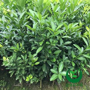 青金桔小青桔苗盆栽地栽青橘茶小柠檬海南蜜桔子树苗当年结果0人付款